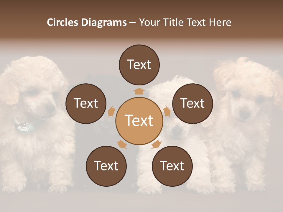 Four Adorable Poodle Puppies PowerPoint Template