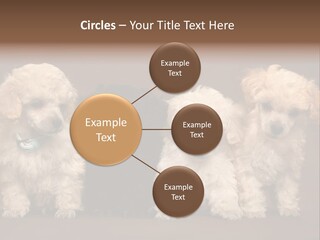Four Adorable Poodle Puppies PowerPoint Template