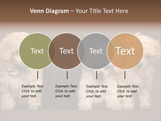 Four Adorable Poodle Puppies PowerPoint Template