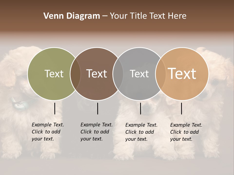 Four Adorable Poodle Puppies PowerPoint Template