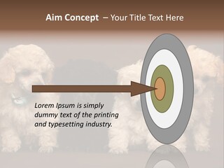 Four Adorable Poodle Puppies PowerPoint Template