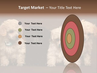 Four Adorable Poodle Puppies PowerPoint Template