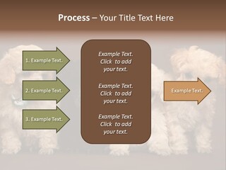 Four Adorable Poodle Puppies PowerPoint Template