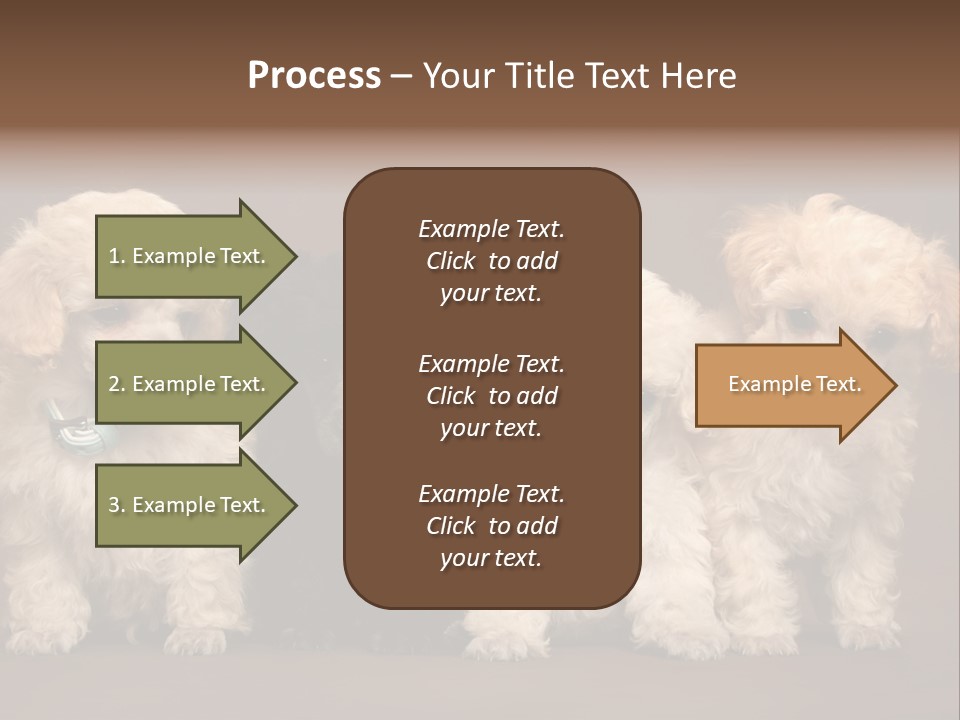 Four Adorable Poodle Puppies PowerPoint Template