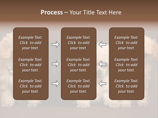 Four Adorable Poodle Puppies PowerPoint Template