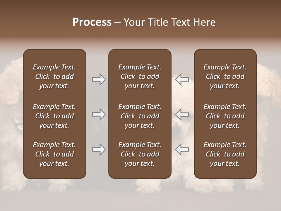 Four Adorable Poodle Puppies PowerPoint Template