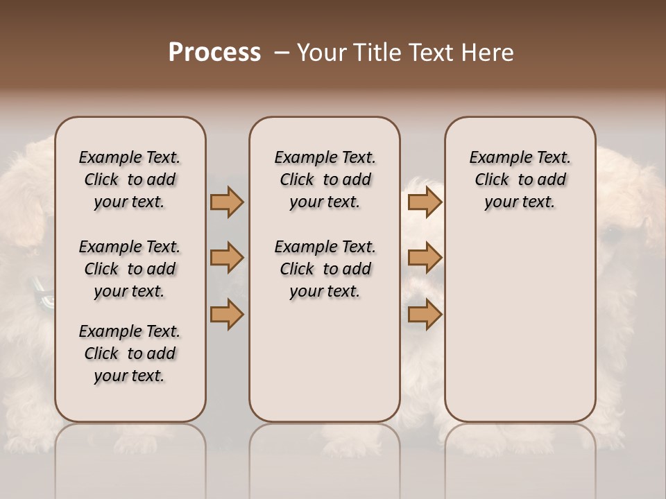 Four Adorable Poodle Puppies PowerPoint Template