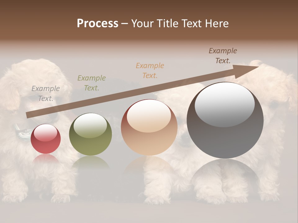 Four Adorable Poodle Puppies PowerPoint Template