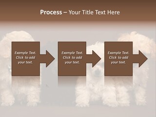Four Adorable Poodle Puppies PowerPoint Template