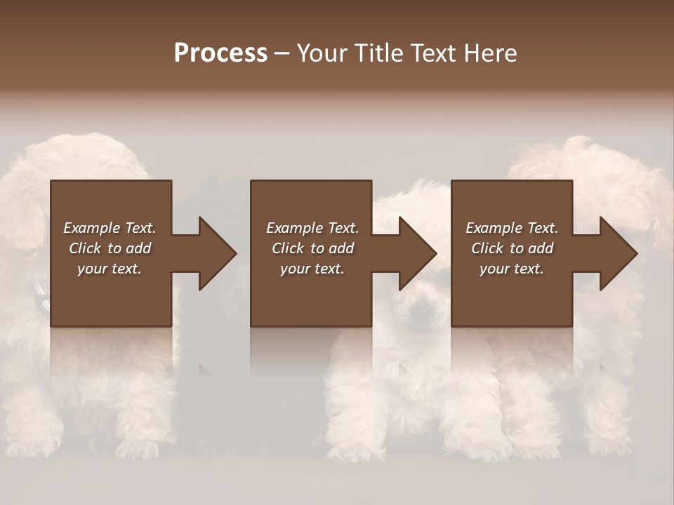 Four Adorable Poodle Puppies PowerPoint Template