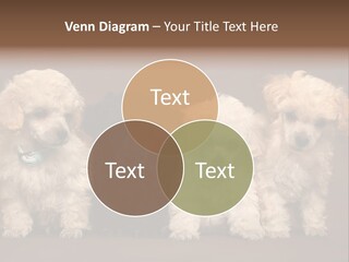 Four Adorable Poodle Puppies PowerPoint Template