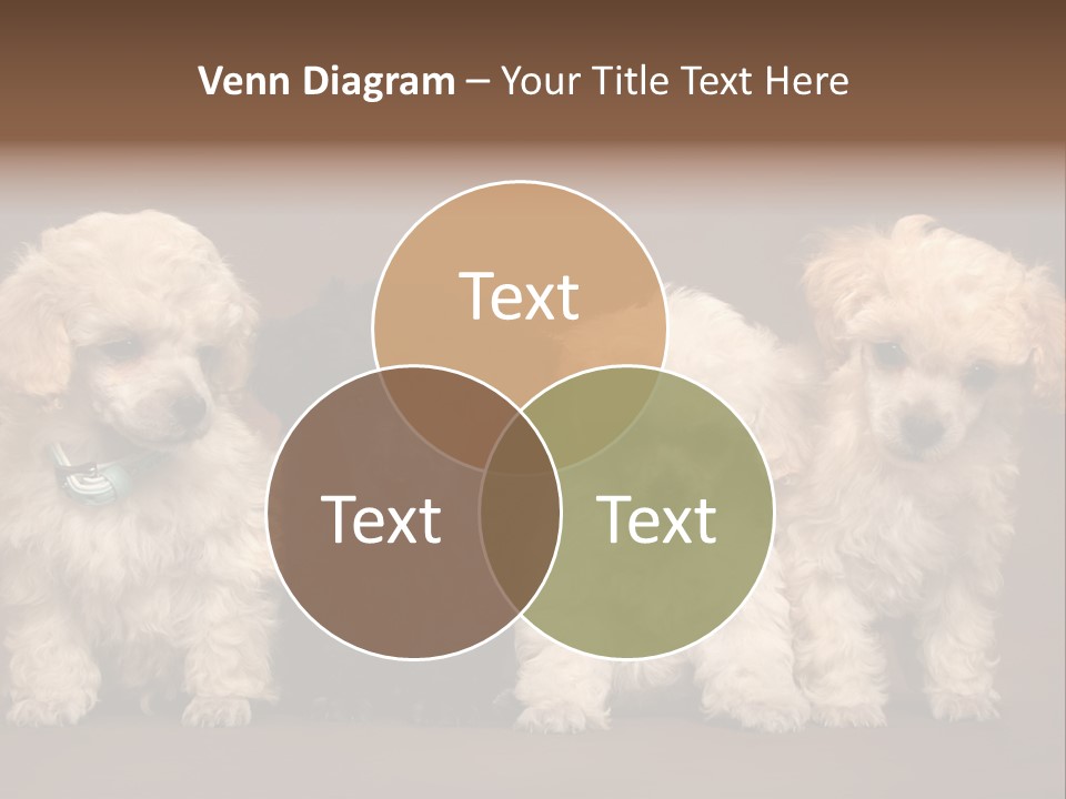 Four Adorable Poodle Puppies PowerPoint Template