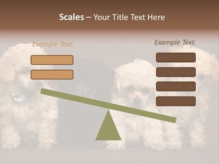 Four Adorable Poodle Puppies PowerPoint Template