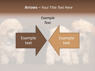 Four Adorable Poodle Puppies PowerPoint Template