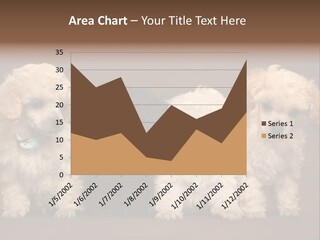 Four Adorable Poodle Puppies PowerPoint Template