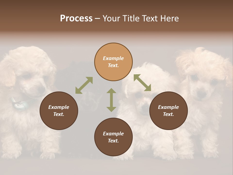 Four Adorable Poodle Puppies PowerPoint Template