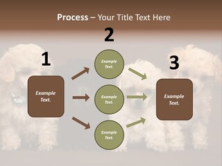 Four Adorable Poodle Puppies PowerPoint Template