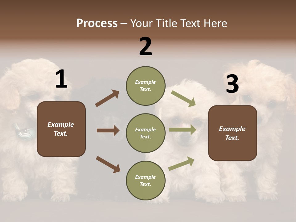Four Adorable Poodle Puppies PowerPoint Template
