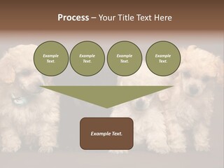 Four Adorable Poodle Puppies PowerPoint Template