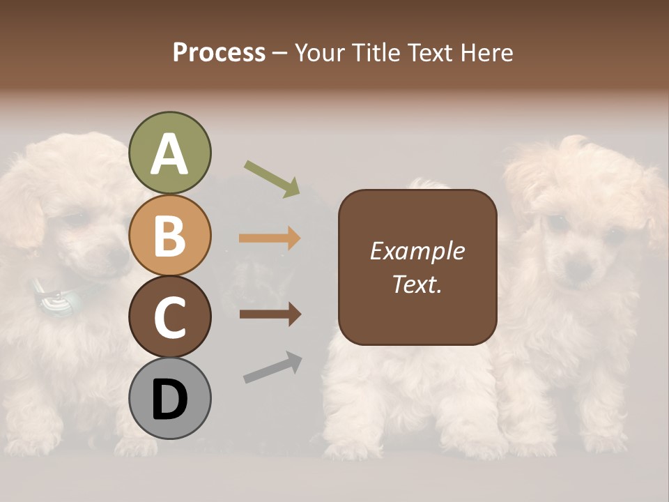 Four Adorable Poodle Puppies PowerPoint Template