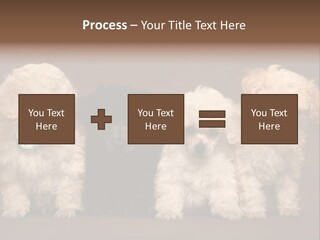 Four Adorable Poodle Puppies PowerPoint Template