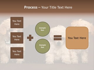 Four Adorable Poodle Puppies PowerPoint Template