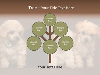 Four Adorable Poodle Puppies PowerPoint Template
