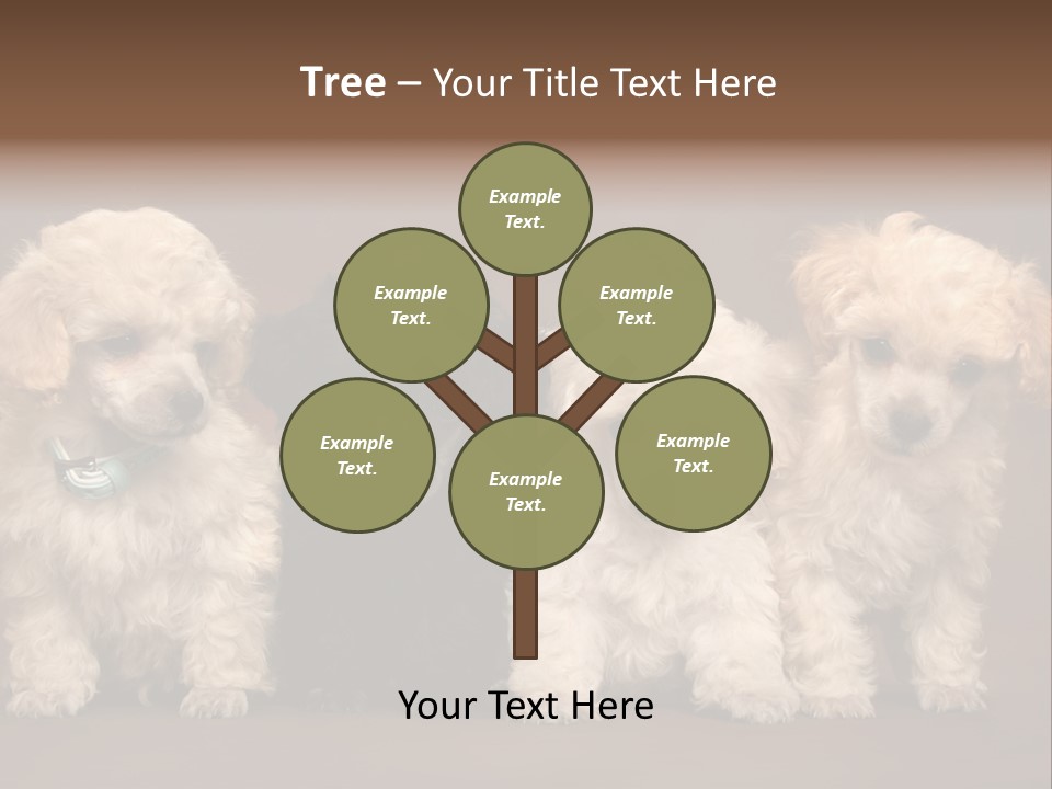 Four Adorable Poodle Puppies PowerPoint Template