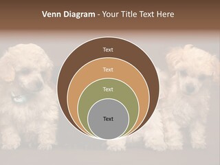 Four Adorable Poodle Puppies PowerPoint Template