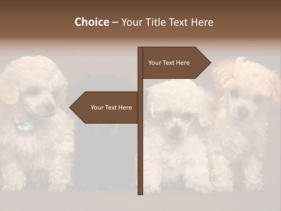 Four Adorable Poodle Puppies PowerPoint Template