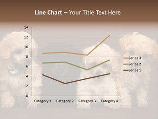 Four Adorable Poodle Puppies PowerPoint Template