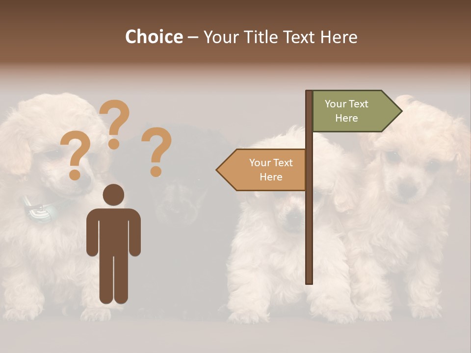 Four Adorable Poodle Puppies PowerPoint Template