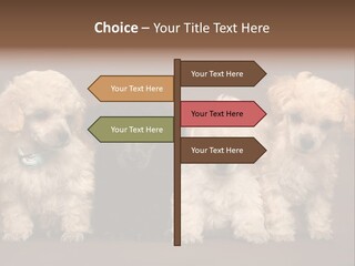 Four Adorable Poodle Puppies PowerPoint Template