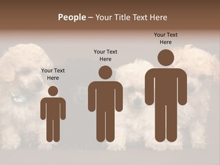 Four Adorable Poodle Puppies PowerPoint Template