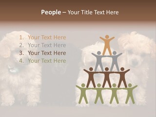Four Adorable Poodle Puppies PowerPoint Template