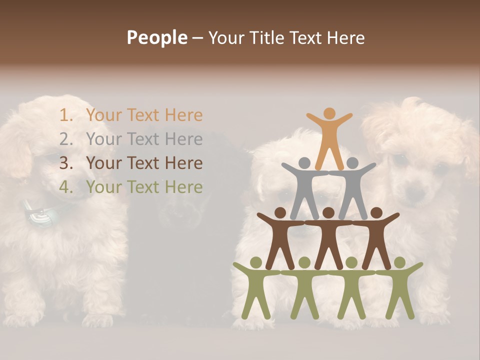 Four Adorable Poodle Puppies PowerPoint Template