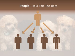 Four Adorable Poodle Puppies PowerPoint Template
