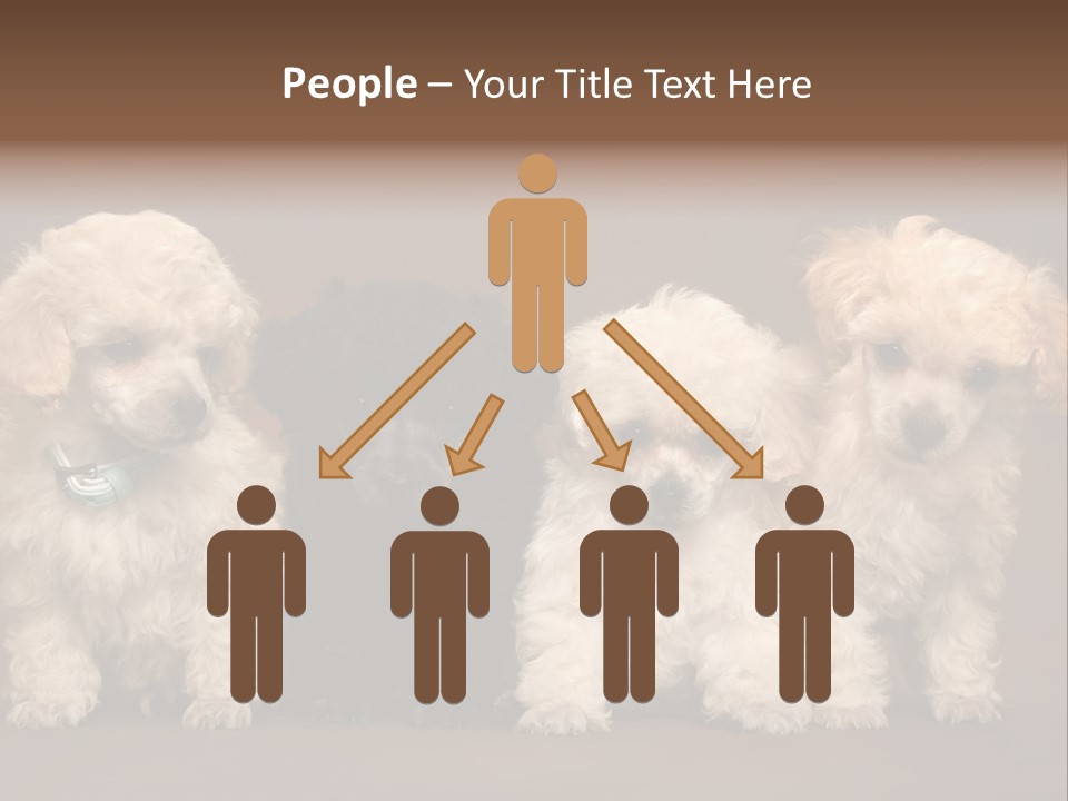 Four Adorable Poodle Puppies PowerPoint Template