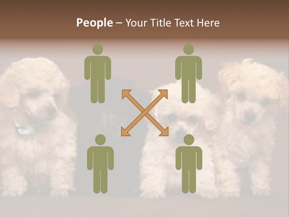 Four Adorable Poodle Puppies PowerPoint Template