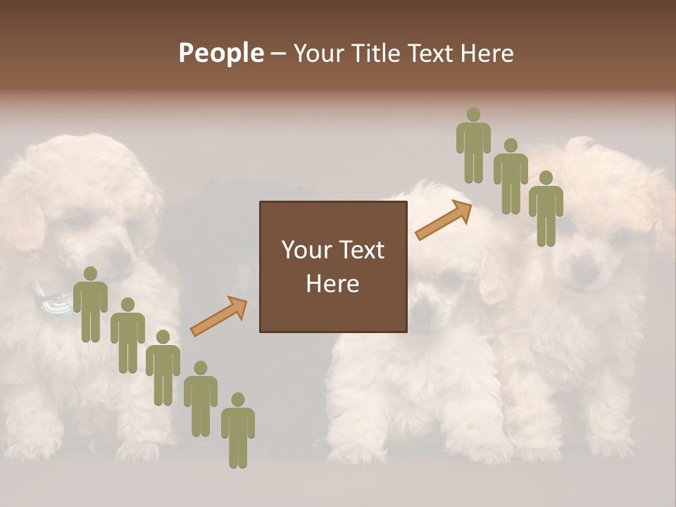 Four Adorable Poodle Puppies PowerPoint Template