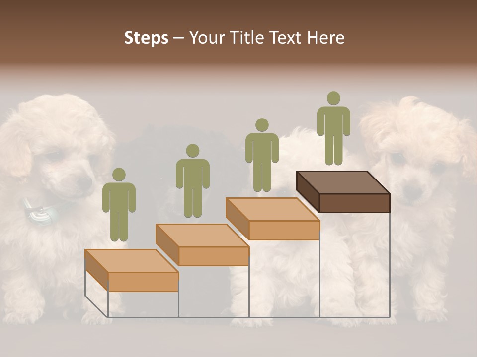 Four Adorable Poodle Puppies PowerPoint Template