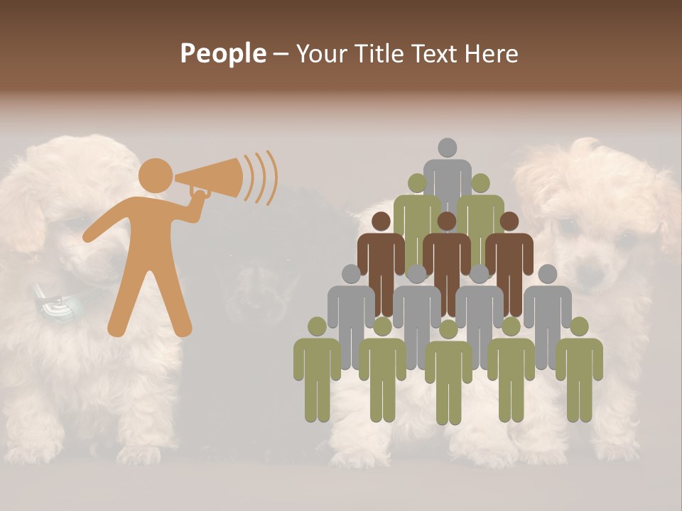 Four Adorable Poodle Puppies PowerPoint Template