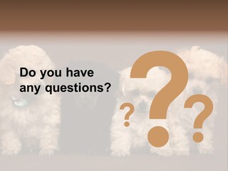 Four Adorable Poodle Puppies PowerPoint Template