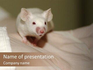 A White Rat Sitting On Top Of A Bed PowerPoint Template