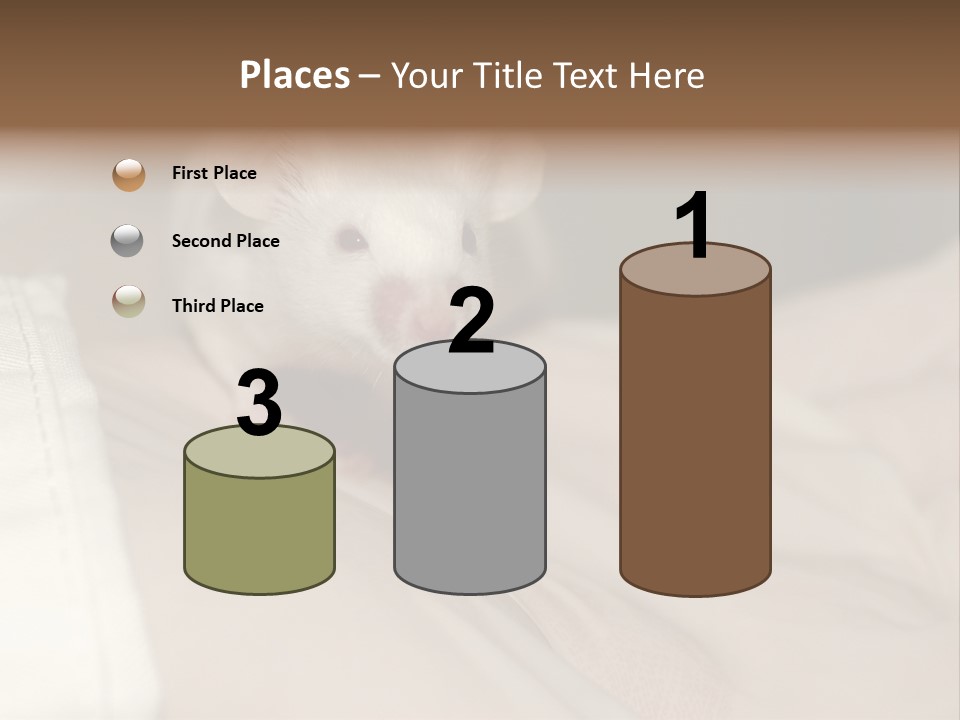 A White Rat Sitting On Top Of A Bed PowerPoint Template