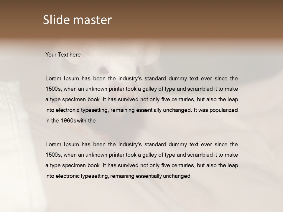 A White Rat Sitting On Top Of A Bed PowerPoint Template