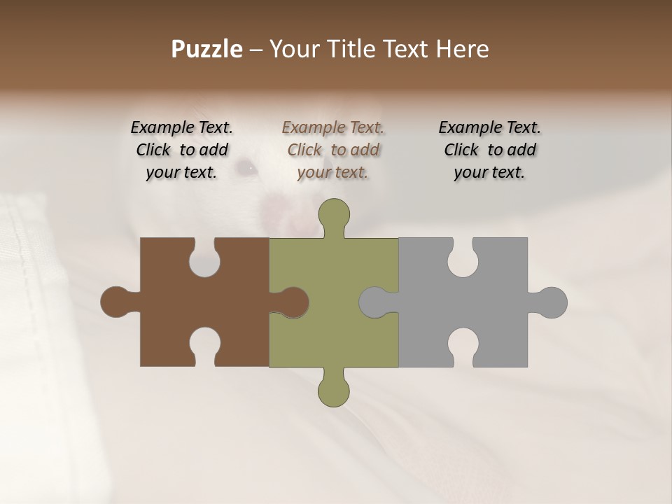 A White Rat Sitting On Top Of A Bed PowerPoint Template