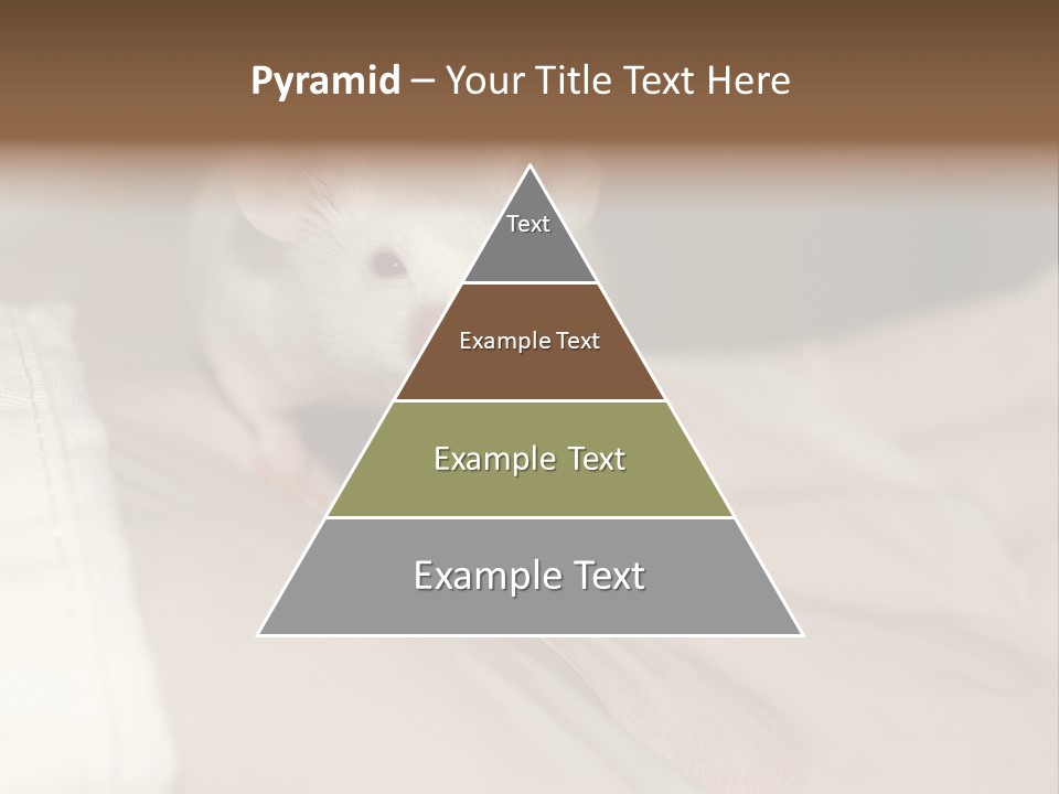 A White Rat Sitting On Top Of A Bed PowerPoint Template