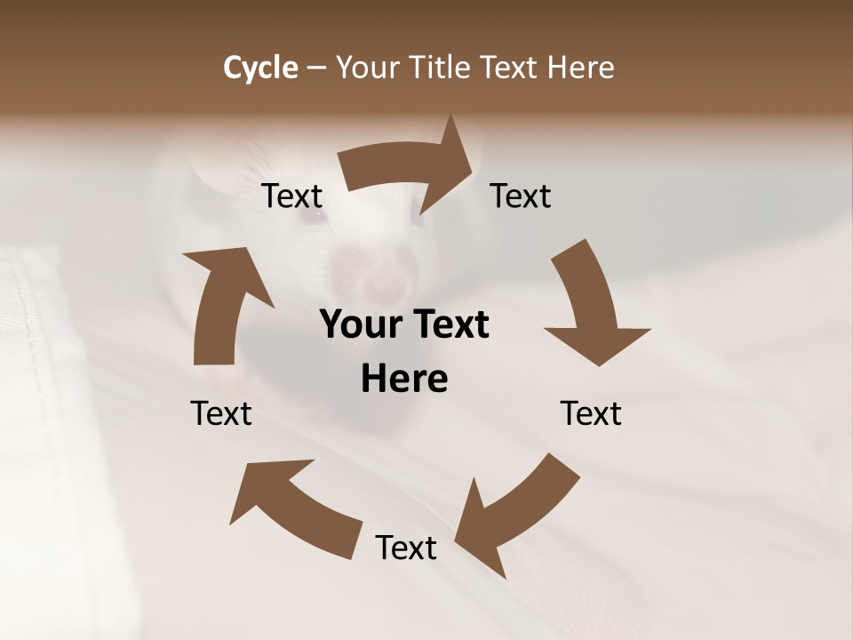 A White Rat Sitting On Top Of A Bed PowerPoint Template