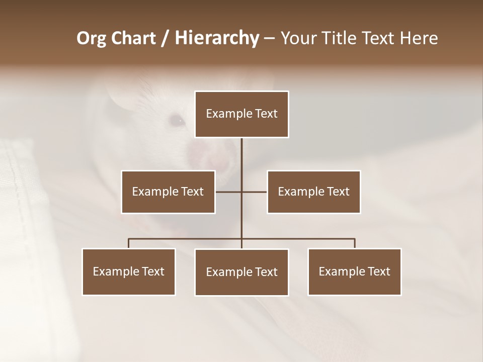 A White Rat Sitting On Top Of A Bed PowerPoint Template